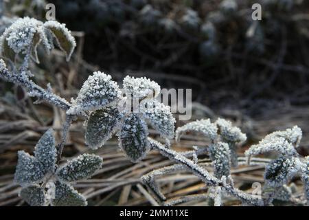 Le gel s'est installé sur des billes de mûre à feuilles d'orme. Banque D'Images