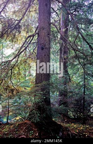 Hemlocks occidentaux dans une forêt ancienne. Forêt nationale de Kootenai dans les montagnes du Cabinet, dans le nord-ouest du Montana. (Photo de Randy Beacham) Banque D'Images