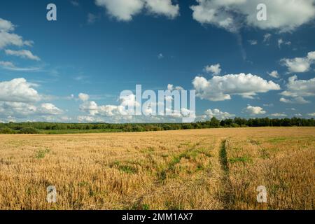 Chenilles sur terrain de chaume rural et nuages blancs sur le ciel, Czulczyce, Lubelskie, Pologne Banque D'Images