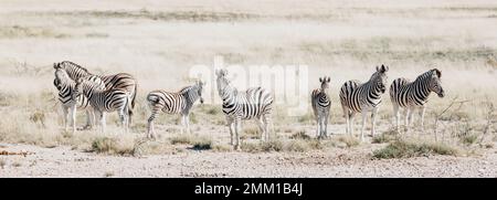 Famille des zébrures des plaines africaines sur les prairies de savane brune sèche qui parcourent et broutage. Photographie de la faune Banque D'Images