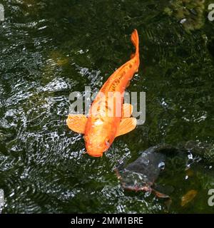 Poissons koï d'or nageant dans l'étang. Poisson d'or dans l'eau Banque D'Images