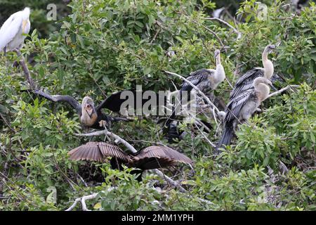 American Darter Venice Area Audubon Society Florida Banque D'Images