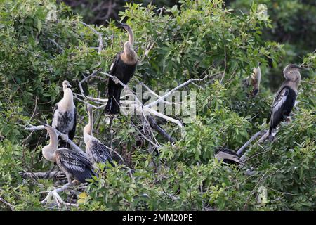 American Darter Venice Area Audubon Society Florida Banque D'Images