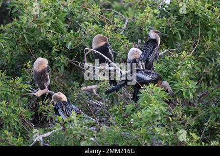 American Darter Venice Area Audubon Society Florida Banque D'Images