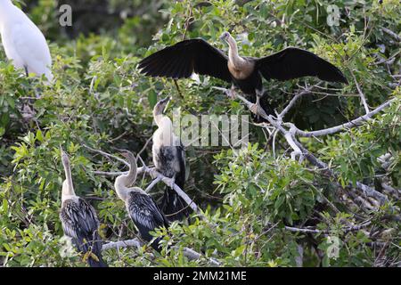 American Darter Venice Area Audubon Society Florida Banque D'Images