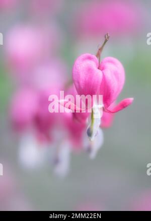 Image douce de fleurs roses de coeur de saignement dans une rangée Banque D'Images