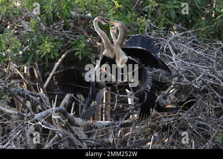 American Darter Venice Area Audubon Society Florida Banque D'Images