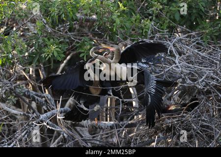 American Darter Venice Area Audubon Society Florida Banque D'Images