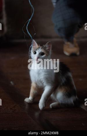 Le chat joue dans la pièce Banque D'Images