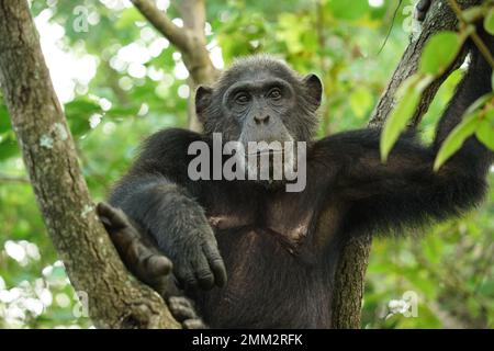 Chimpanzés sauvages à Gombe Banque D'Images