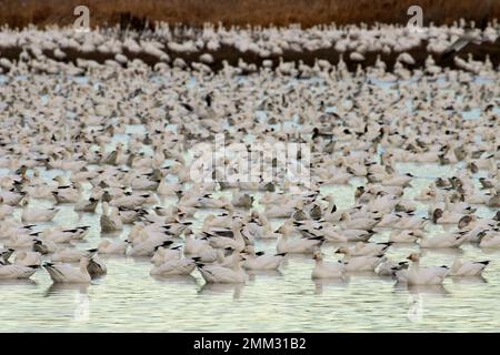 Oies des neiges (Anser caerulescens), réserve naturelle nationale McNary, Washington Banque D'Images