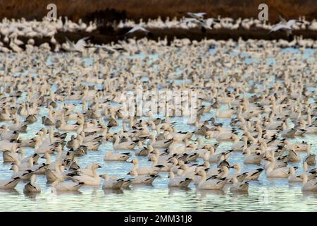 Oies des neiges (Anser caerulescens), réserve naturelle nationale McNary, Washington Banque D'Images