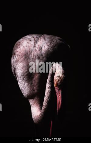 Vue avant d'un flamants roses de près Banque D'Images