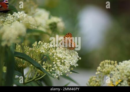 Papillon Empereur cloak assis sur une fleur blanche Banque D'Images