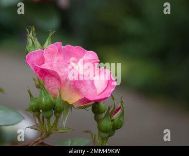 Une floraison de fin d'été et des bourgeons de musc hybride rose Rose Rosa Erfurt dans un jardin britannique septembre Banque D'Images