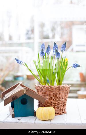 Fleurs printanières jacinthe de raisin à bulbe Muscari et jacinthe jaune dans un panier de cickery fait à la main et un mangeoire à oiseaux en bois bleu et un bébé à citrouille Banque D'Images