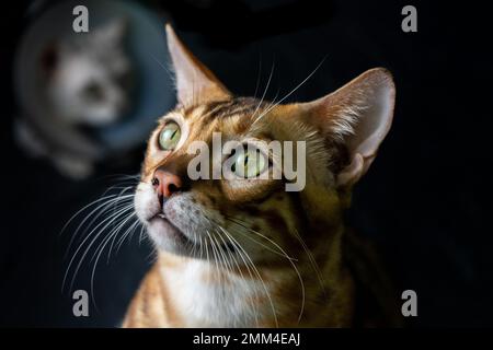 Magnifique portrait de chat Bengale de race pure avec un look curieux Banque D'Images