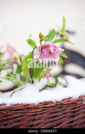 Hellebore Double Ellen Pink Picotee appelé rose d'hiver dans le panier de la neige Banque D'Images