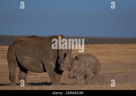 Rhinocéros blanc et du mollet Banque D'Images