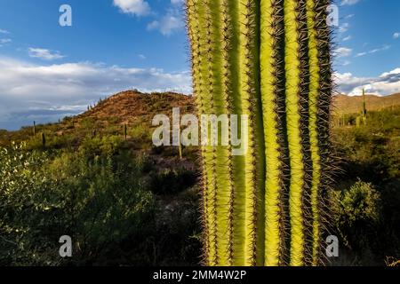 Gros plan sur le tronc de Saguaro Cactus dans le parc national de Saguaro, Arizona, États-Unis Banque D'Images