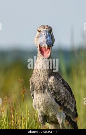 Shoebill photographié dans les zones humides de Mabamba, au bord du lac Victoria, près d'Entebbe, en Ouganda. Banque D'Images