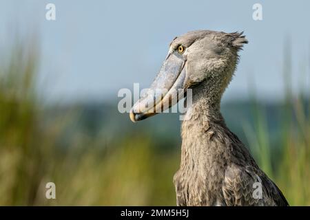 Shoebill photographié dans les zones humides de Mabamba, au bord du lac Victoria, près d'Entebbe, en Ouganda. Banque D'Images