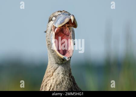 Shoebill photographié dans les zones humides de Mabamba, au bord du lac Victoria, près d'Entebbe, en Ouganda. Banque D'Images