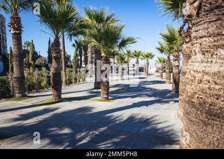 Palmiers sur une promenade à côté de Mackenzie Beach dans la ville de Larnaca, pays insulaire de Chypre Banque D'Images