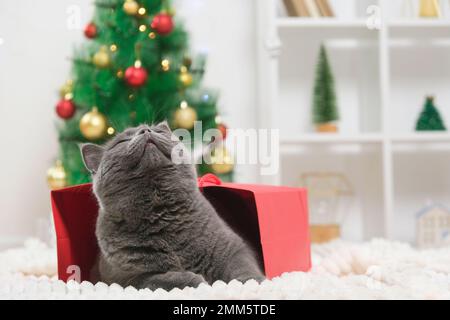 Un regard gris chartreux chat dans un sac cadeau rouge. Un chat sur le fond d'un arbre de Noël, des guirlandes, des cadeaux. bokeh. Nouvel an 2023 et concept de Noël. Chat gris mignon. Banque D'Images