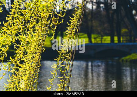 Branches de saule pleureur jaune au printemps Banque D'Images