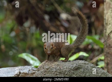 Treeshrew du Nord (Tupaia belangeri) adulte debout sur le rocher de Cat Tien, Vietnam. Décembre Banque D'Images