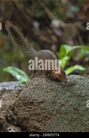 Treeshrew du Nord (Tupaia belangeri) adulte debout sur le rocher de Cat Tien, Vietnam. Décembre Banque D'Images