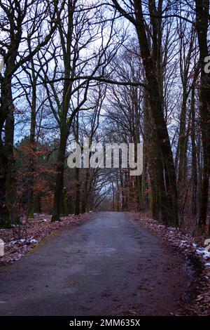 La route pavée tourne et traverse des arbres sans feuilles. Banque D'Images