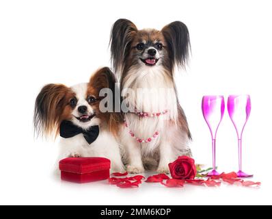 les chiens de papillon et la saint-valentin sont en face d'un fond blanc Banque D'Images