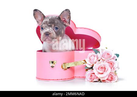 Mignon chien de taureaux français merle chiot dans la boîte de coffre de la Saint-Valentin en forme de coeur rose avec roses sur fond blanc Banque D'Images