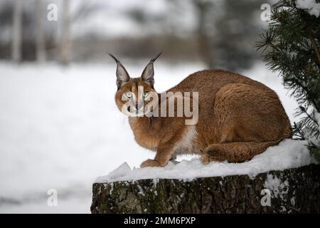 Un bébé caracal marche et veut jouer. Banque D'Images