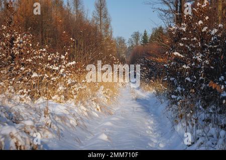 Neige en forêt dans le village de Rogow à Lodzkie Voivodeship de Pologne Banque D'Images