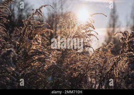 Hiver dans la forêt de Lodzkie Voivodeship de Pologne Banque D'Images