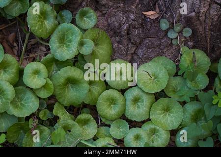 Ombilic rupestris, navelwort, penny-pies, mur ombelle, poussant sur un rocher, Andalousie, espagne. Banque D'Images