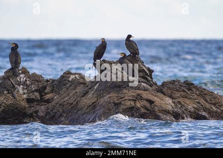 Groupe de grands cormorans (Phalacrocorax carbo) reposant sur un rocher en mer, Andalousie, Espagne. Banque D'Images