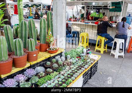 Mexico,Avenida Alvaro ObregÃ³n Roma Norte Cuauhtemoc,Cactus en pot plantes succulentes,homme hommes,femme femme femme femme,adulte,résident RE Banque D'Images