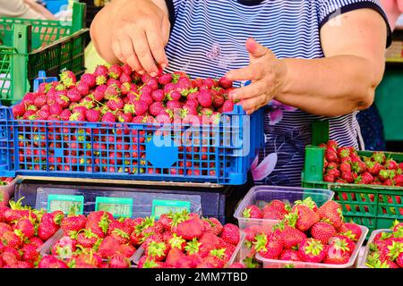 Des fraises délicieuses et saines sont vendues dans les mains de la femme du marché des vitamines juteuses bonne nutrition marché fermier vacances Banque D'Images