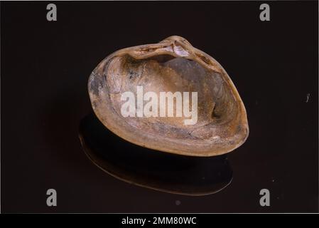 Une moitié d'une coquille marron (bivalvia) sur un fond noir réfléchissant Banque D'Images