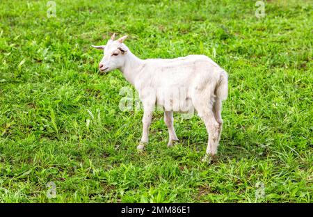 Jeune chèvre paître sur une pelouse verte herbacée en été. Gros plan sur un jeune chèvre. Animal de ferme Banque D'Images