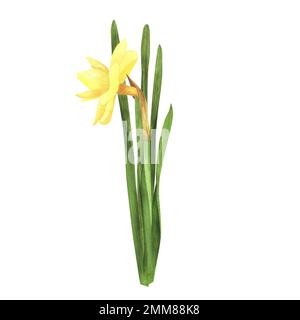 Daffodil isolé sur fond blanc. Lacustre botanique dessiné à la main aquarelle. Art pour carte de vœux, bannière, affiche Banque D'Images