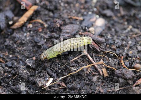 Grande Moth sous-marine jaune (Noctua pronuba), chenille. Banque D'Images