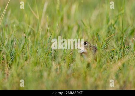 Un écureuil sur un pré dans le delta du Danube en Roumanie Banque D'Images