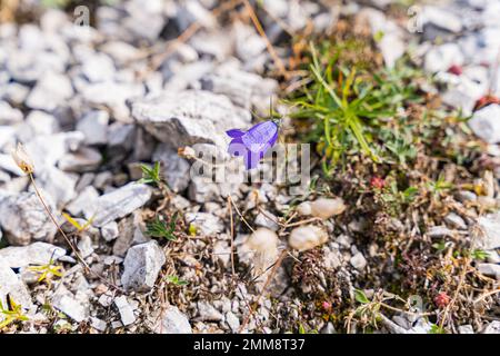 Scheuchzers bellflower dans les Alpes en face d'une cascade Banque D'Images