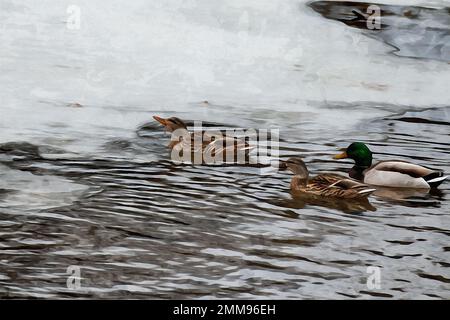 Peinture à l'aquarelle créée numériquement de multiples canards colverts sauvages Anas platyrhynchos nageant dans une rivière gelée Banque D'Images