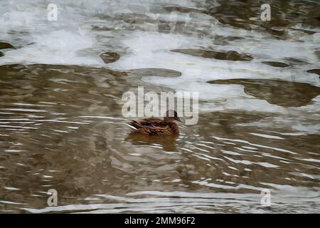 Peinture à l'aquarelle créée numériquement de canards colverts femelles sauvages adultes Anas platyrhynchos nageant dans une rivière gelée Banque D'Images